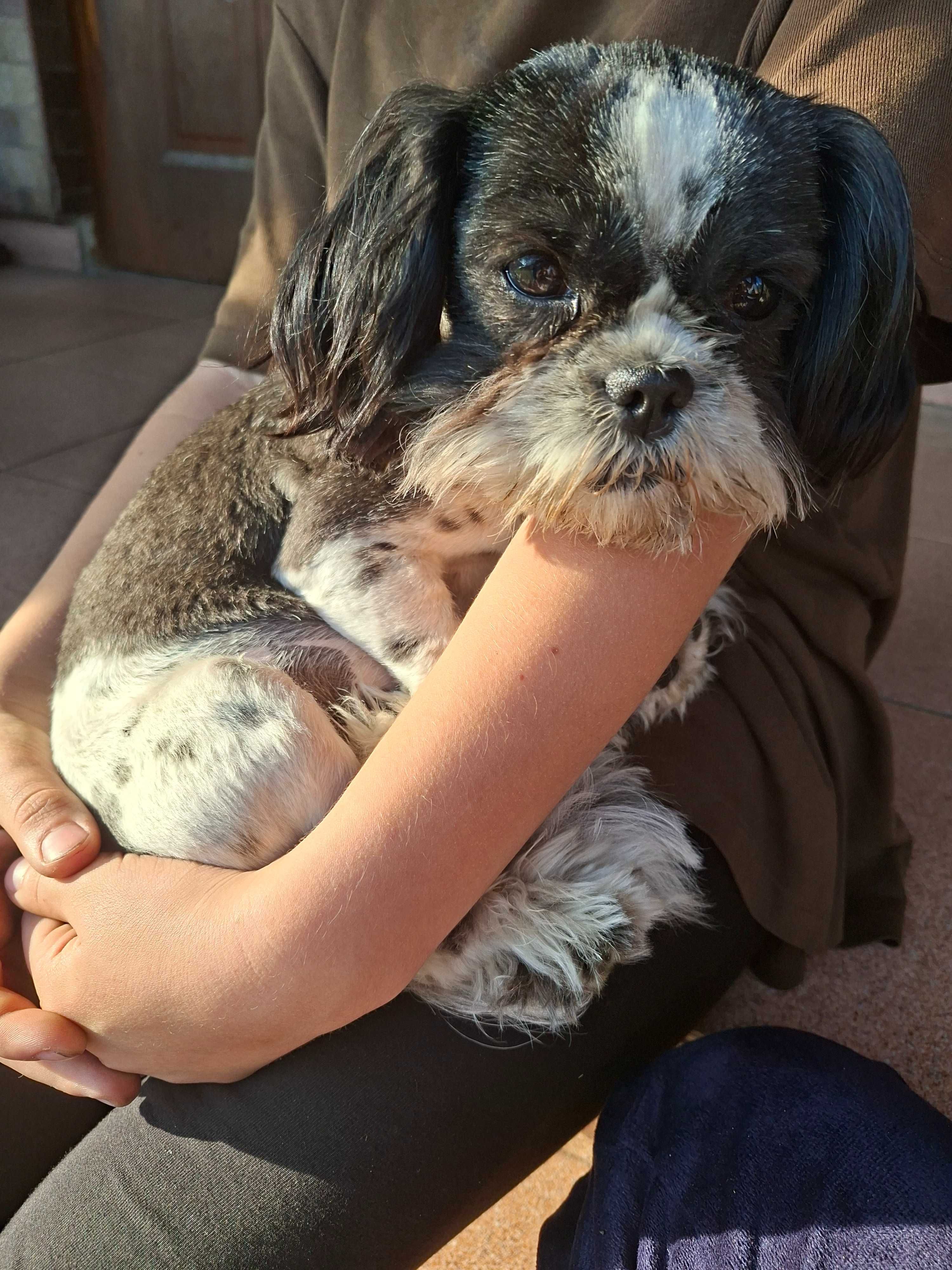 Sprzedam rocznego pieska Shih tzu