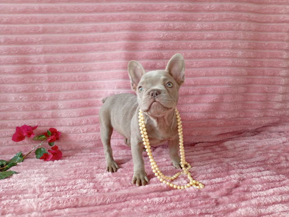 Bulldogue Francês femea