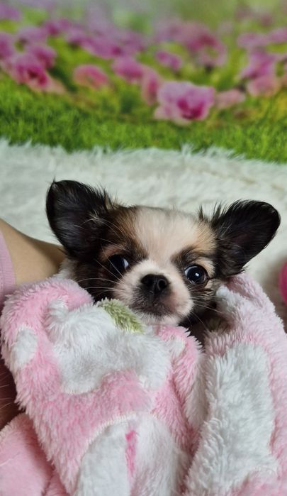 Mini xxs dziewczynka chihuahua długowłosa