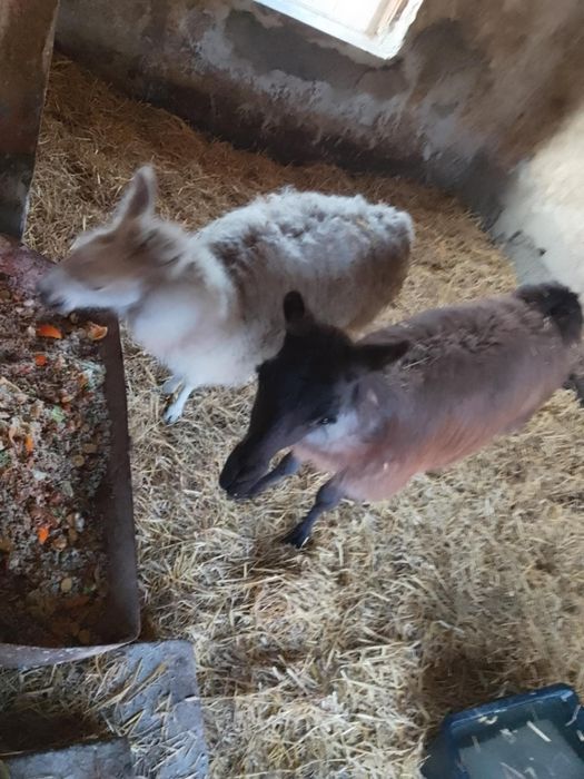 Para lam samiec i samica sprzedam lub zamienię