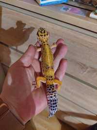 Zamienie gekona lamparciego samice
