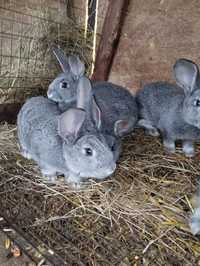 Кролики породи Радянська шиншила