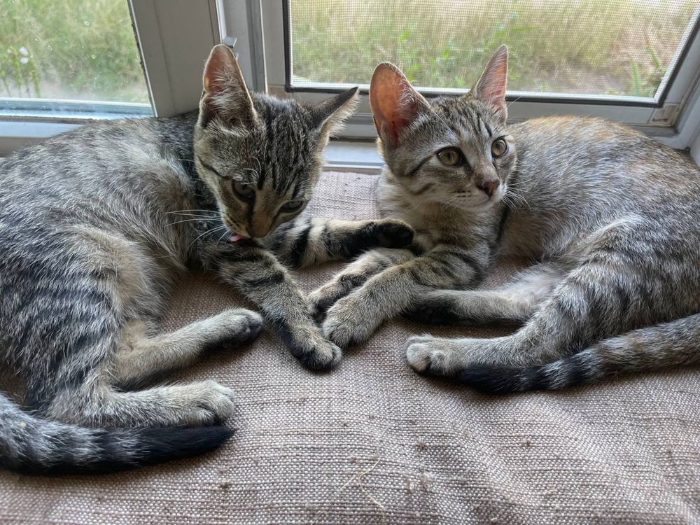 Котята Чернигов, ул.Полуботка