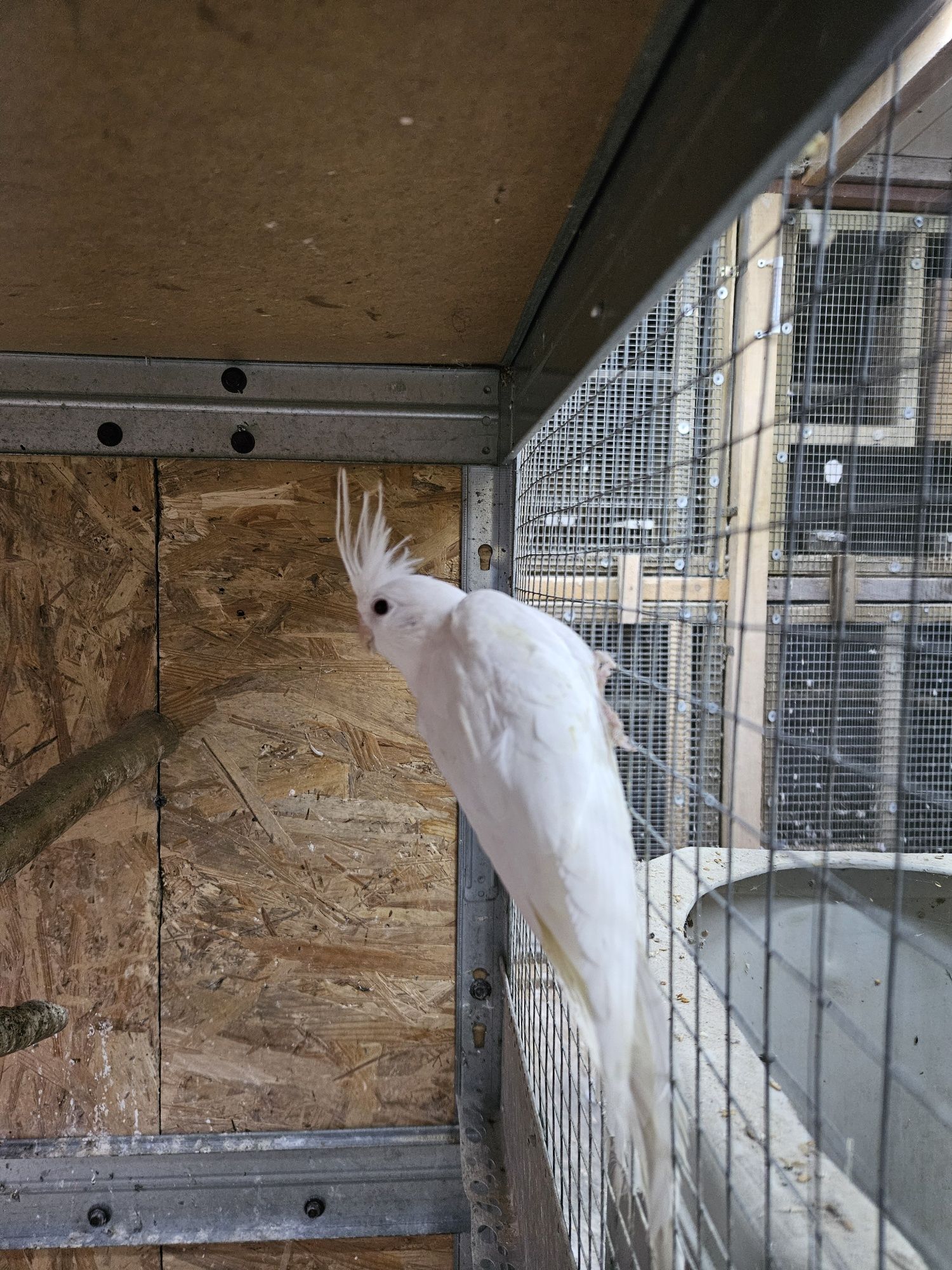 Papuga Nimfa albino