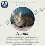 Kotka Niunia do Adopcji