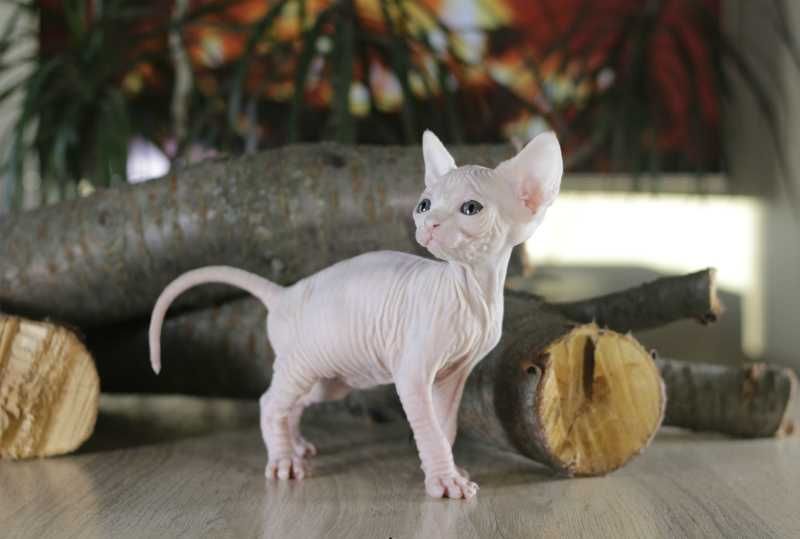 Очаровательная, привлекательная, супер ласковая малышка.