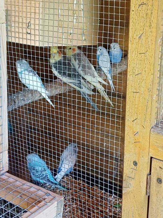 papugi faliste młode