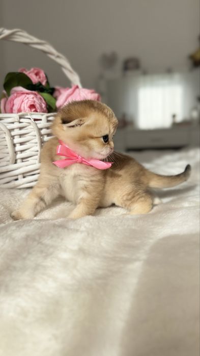 Kotka Szkocka Złota. Scottish fold. Do rezerwacji