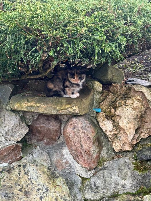 Віддам котиків в добрі руки