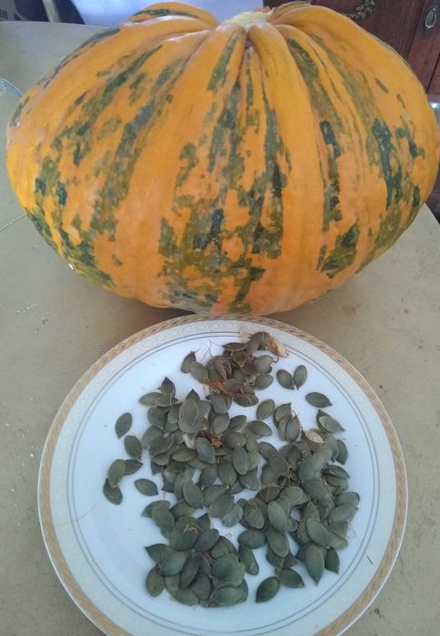 dynia bezłuskowa nasiona