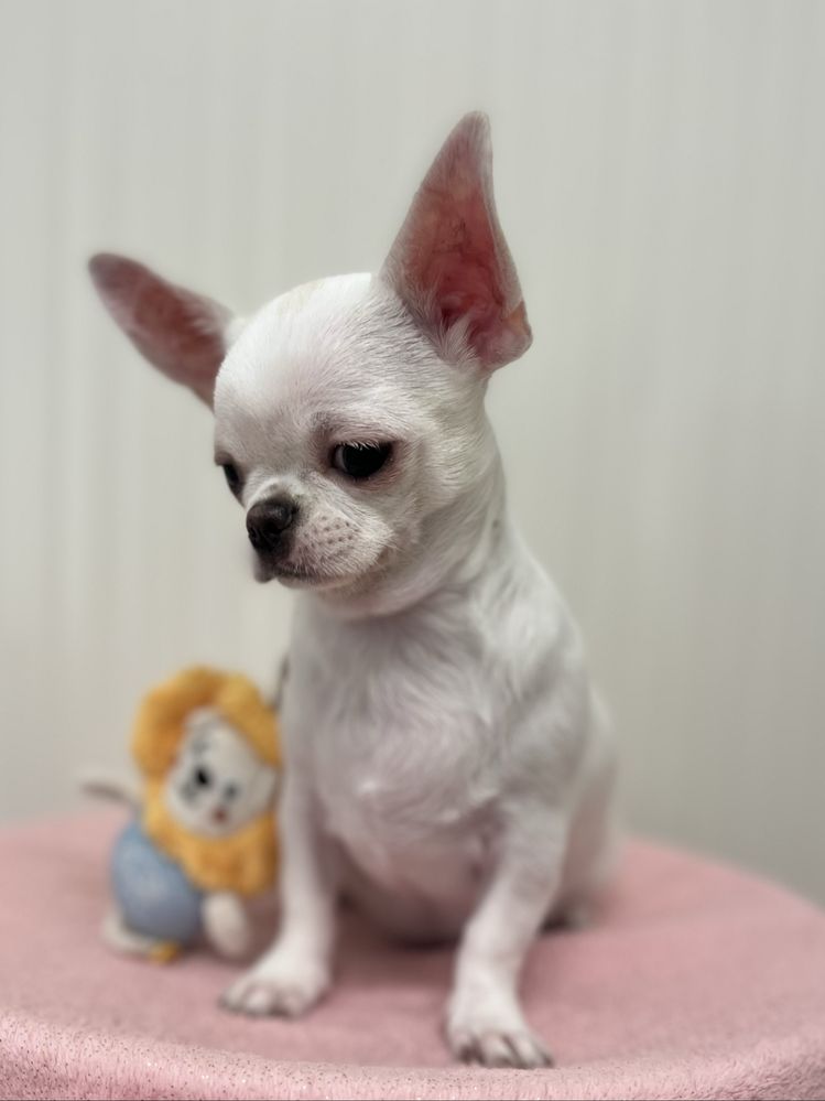 Chihuahua Femea  Pelo Curto
