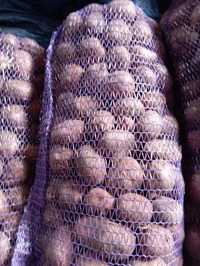 Продам картоплю насіннєва Біла Росса