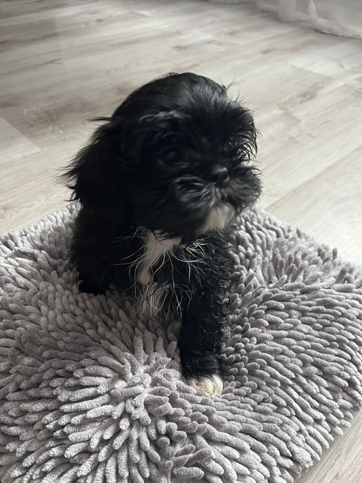 Szczeniak Shih- Tzu