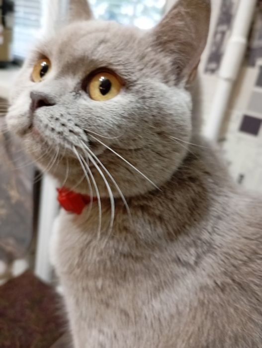 Продам шотландську прямовуху кицю