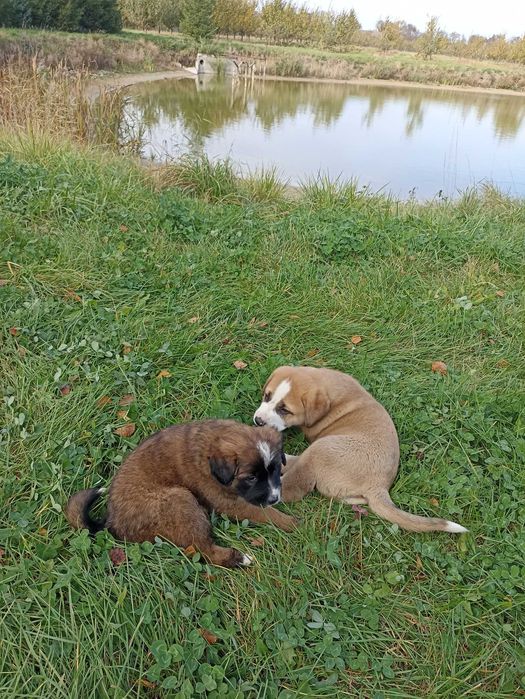 Oddam w dobre ręce, szczeniaki po Bernardynie