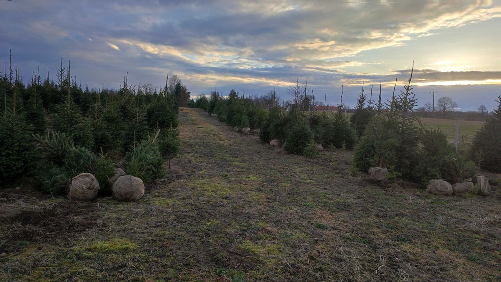 Świerk pospolity zielony lub jodła koreańska 80-150 żywopłot, nie tuja