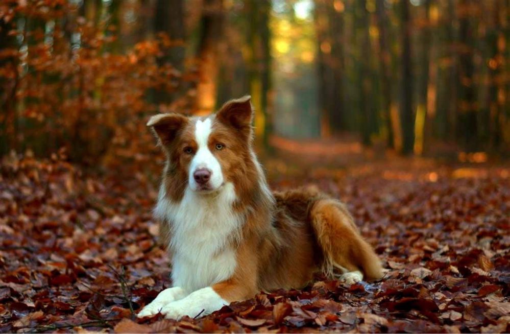 Zapowiedź miotu rasy border collie