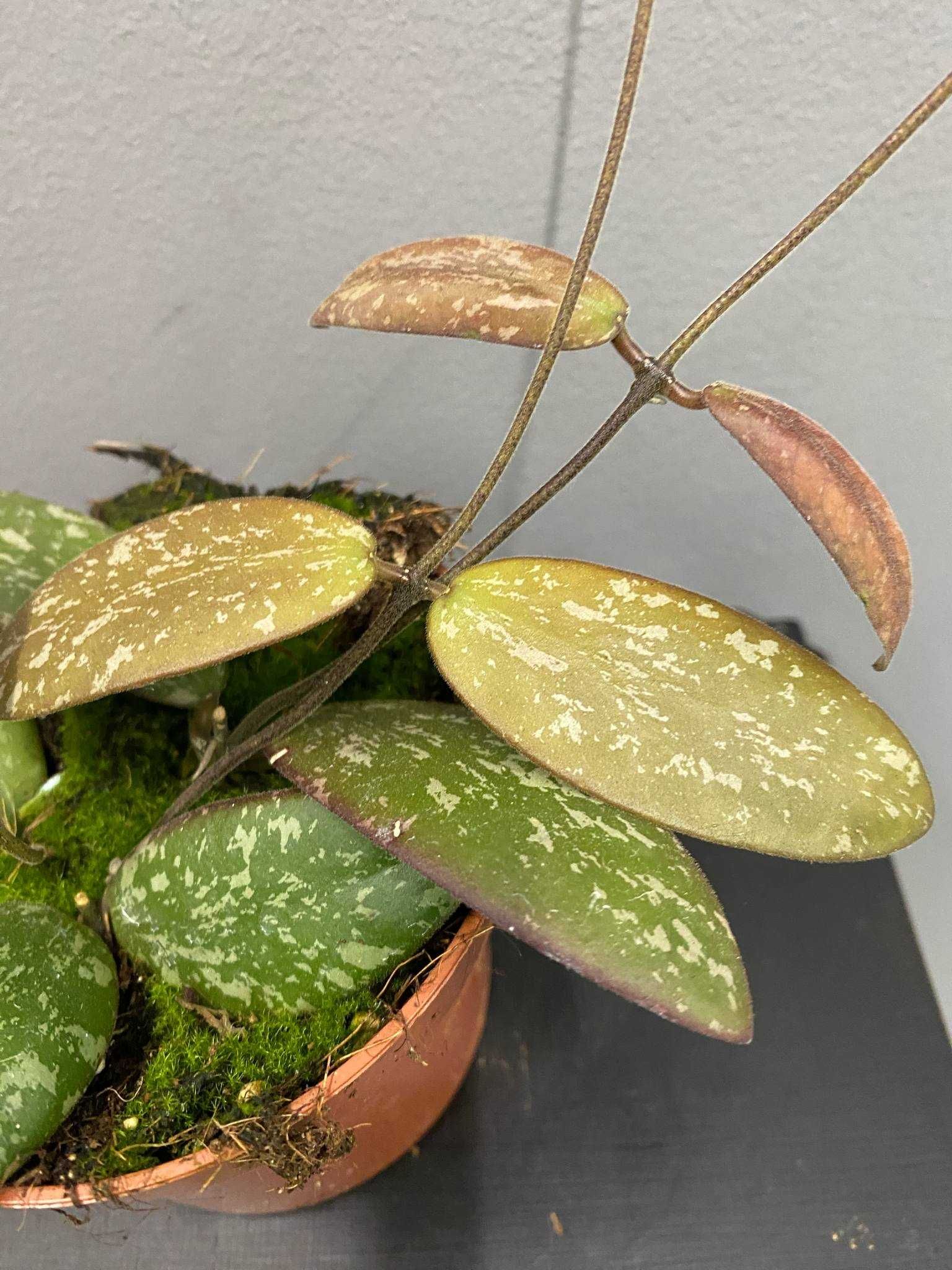 Hoya Sigillatis Silver Hoja