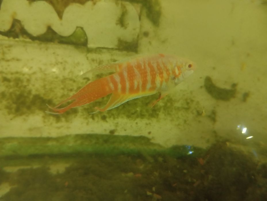 Peixe paraíso albino