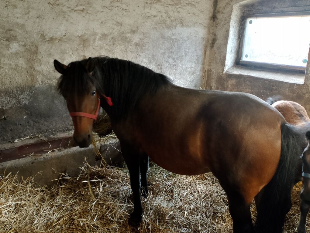 Sprzedam klacz huculskom i źrebię