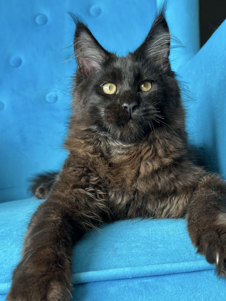 Czarny kocurek Maine Coon gotowy do odbioru