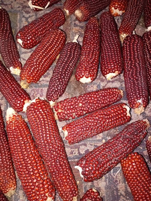 Кукурудза червона (домашній попкорн)