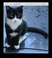 W centrum Opola zaginęła kotka (czarna z białymi plamami)