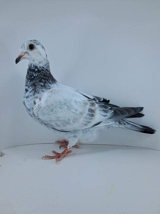 Młode gołębie pocztowe po lotnikach 2025r pzhgp 0471