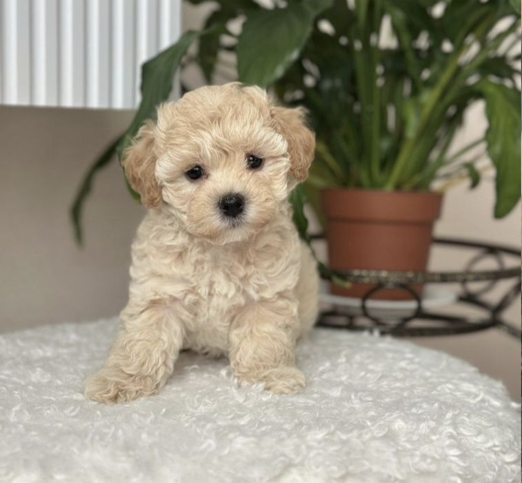 Мальтипу мини Мальтипу