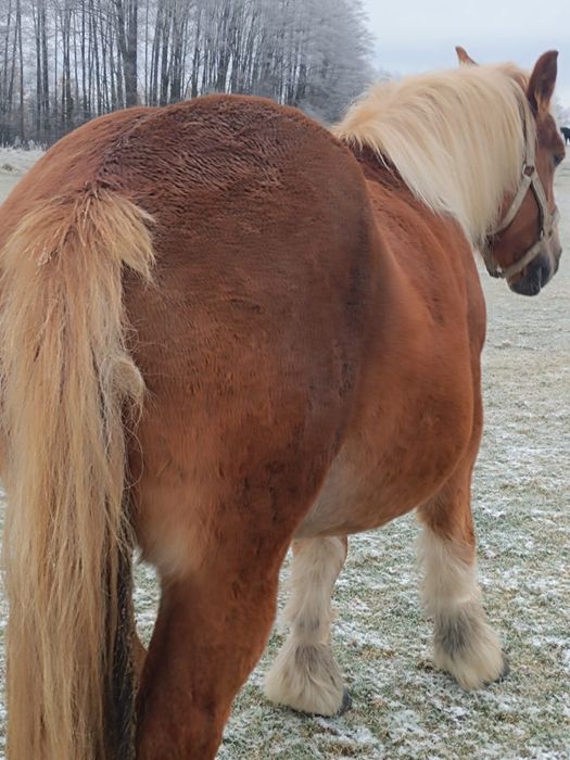 Klacz sokolska źrebna