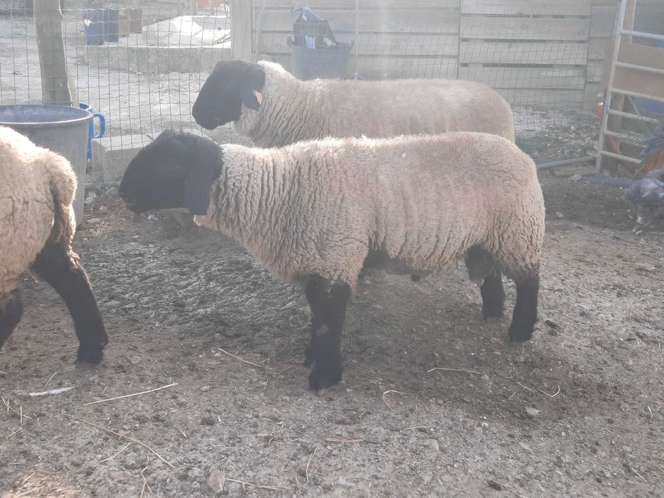 Borrego Suffolk com certificado