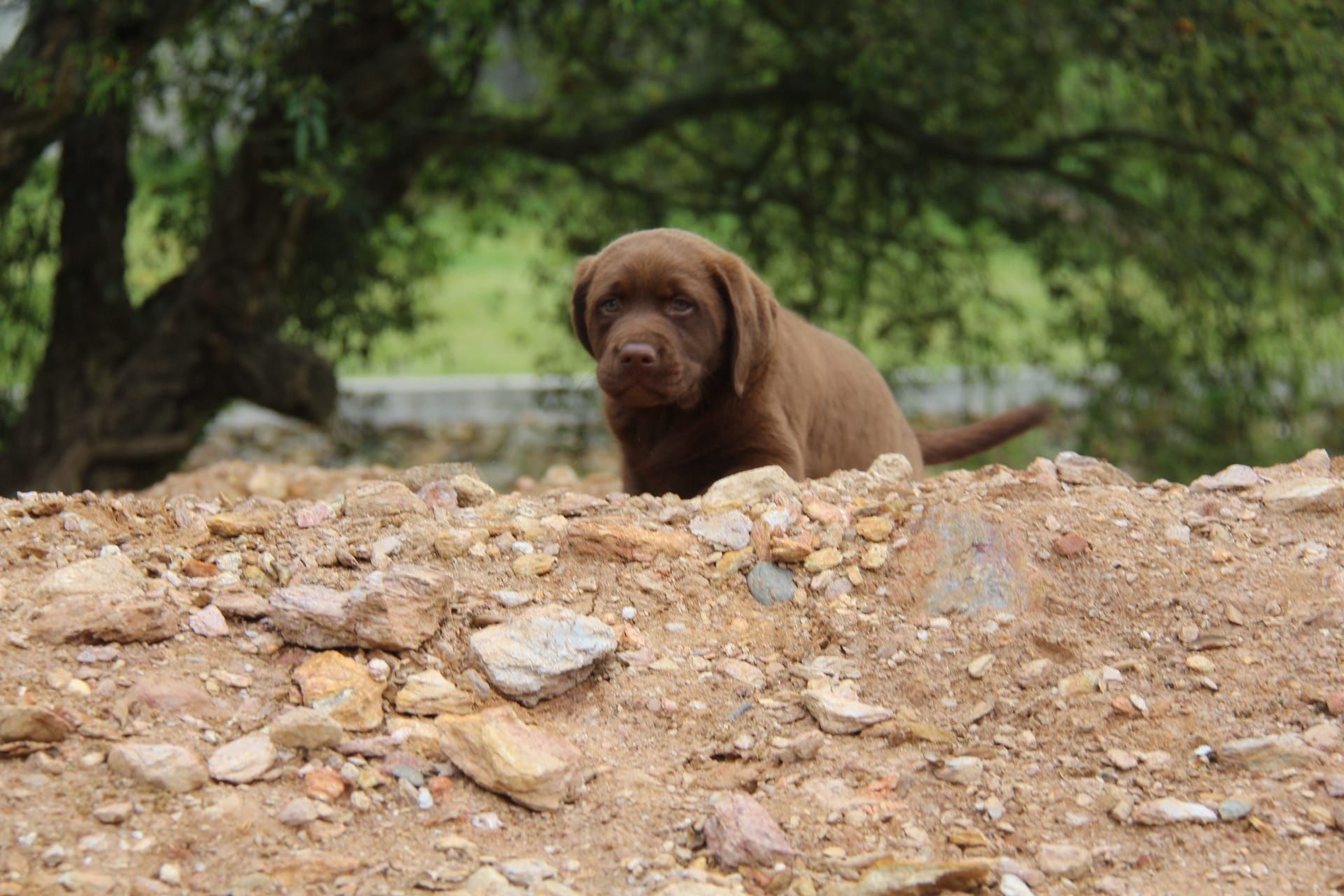 Labrador Retriever com Lop e Afixo