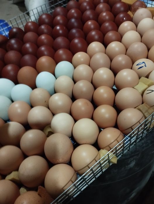 Інкубаційне яйце Білефельдора