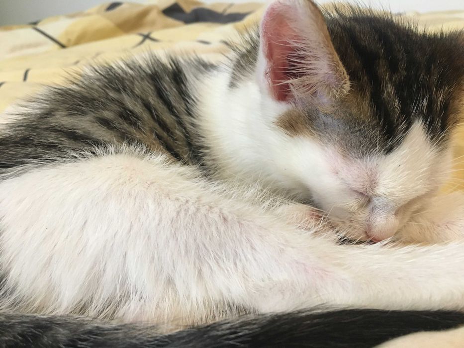 Oddam śliczne podchowane oraz kuwetowe kocięta