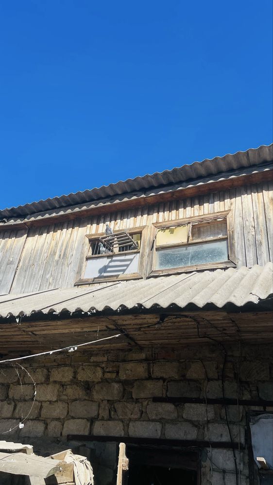 Хоббі птахи, різних видів