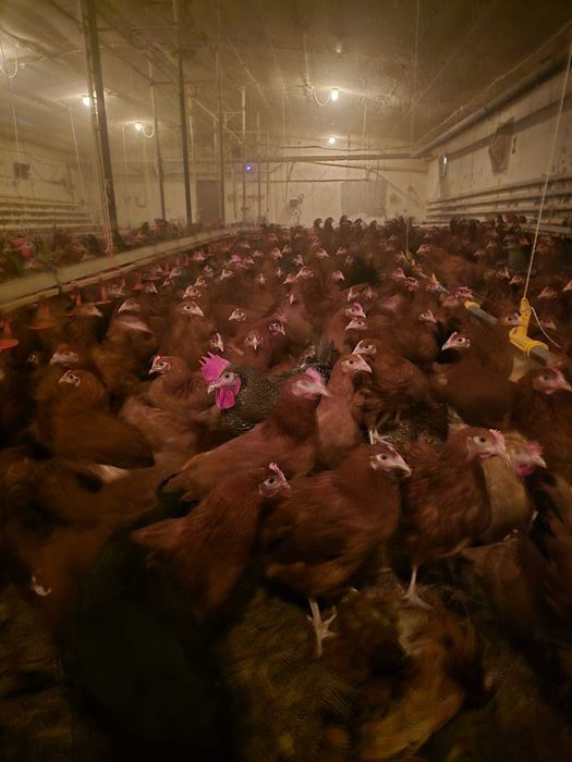 Kury nioski z wolnego wybiegu  własna hodowla ! Kurki z jajkiem !