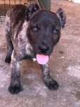 Cão de fila de s miguel