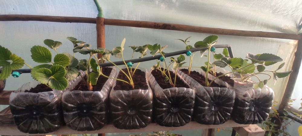 Morangueiros San Andreas