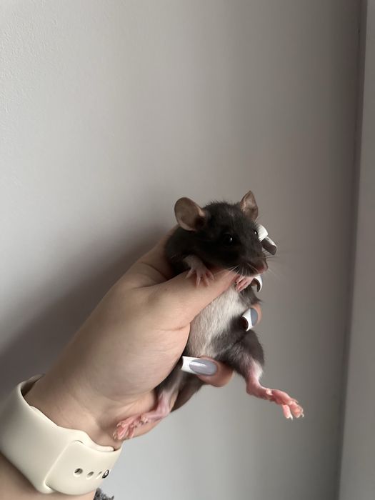 Криси Крысы Сміла, дамбо рекс