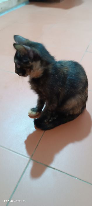 Dou dois gatinhos