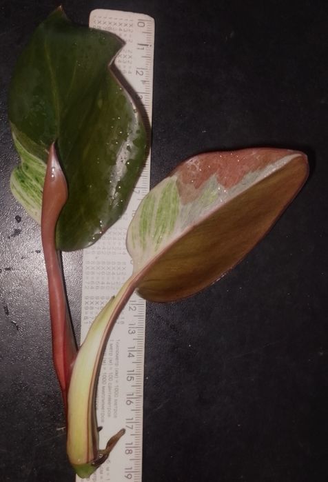 Philodendron 'Birkin' Brown с/зріз