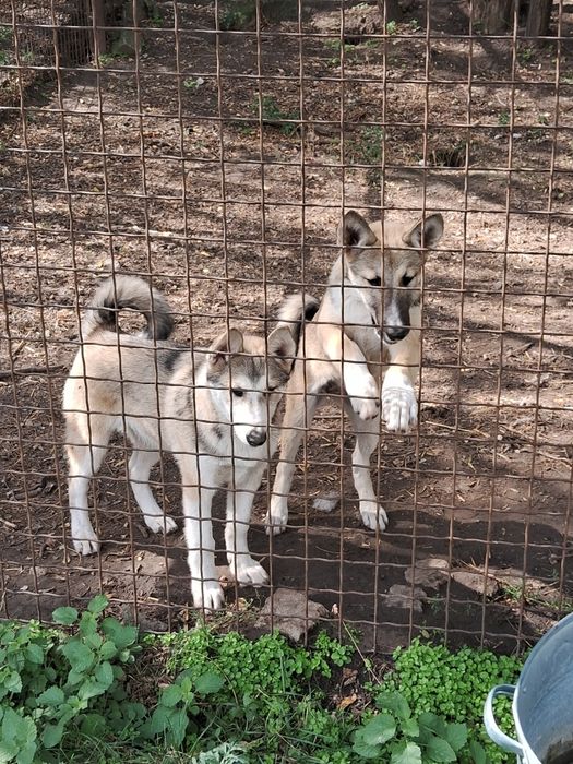 Цуценята західно-сибірської лайки щенки западно-сибирской лайки