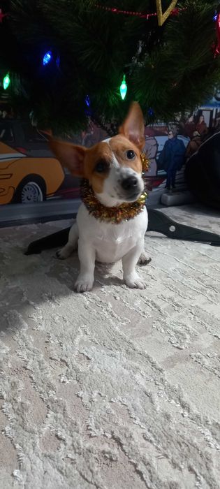 ВЯЗКА Джек Рассел терьер ( мини)