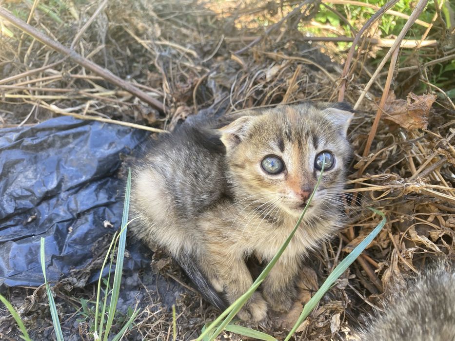 Віддам кошенят