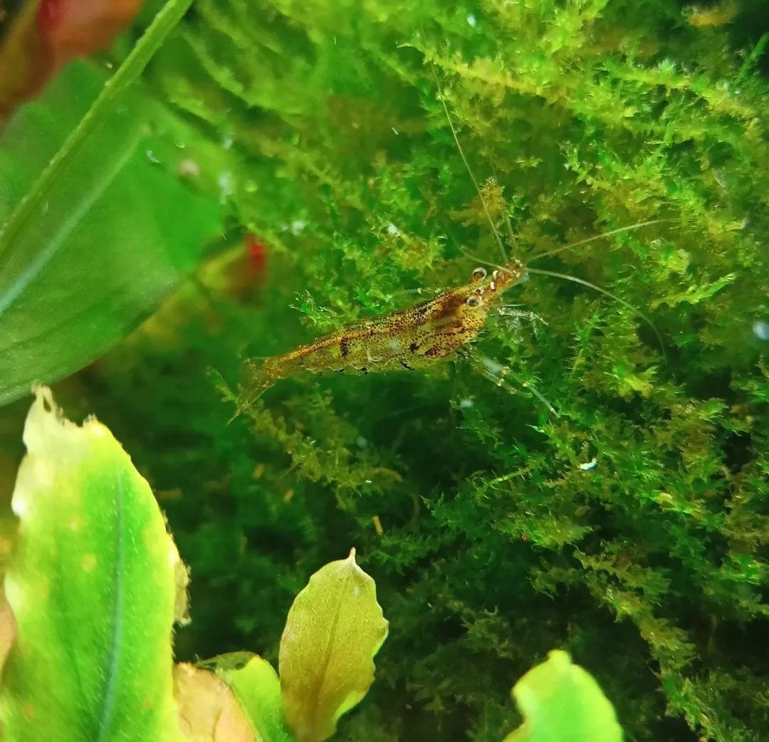 Krewetki neocaridina