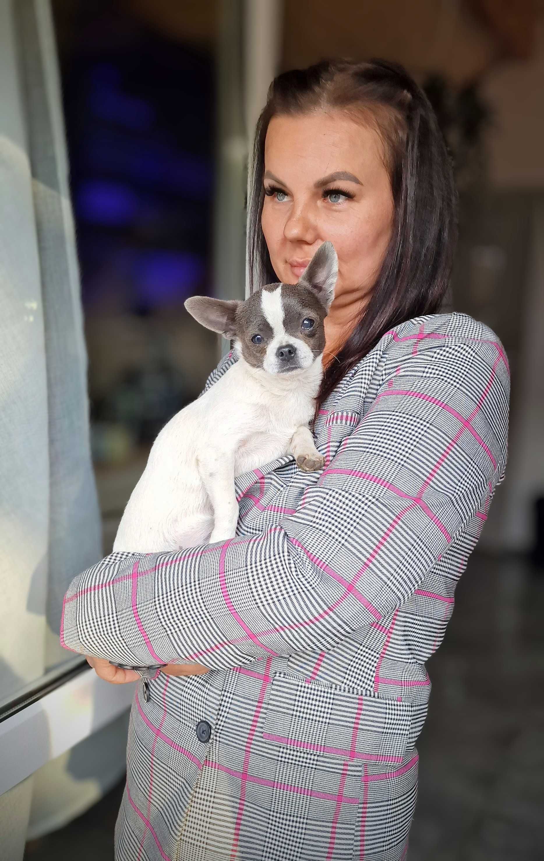 Piesek Chihuahua niebiesko bialy gotowy do odbioru