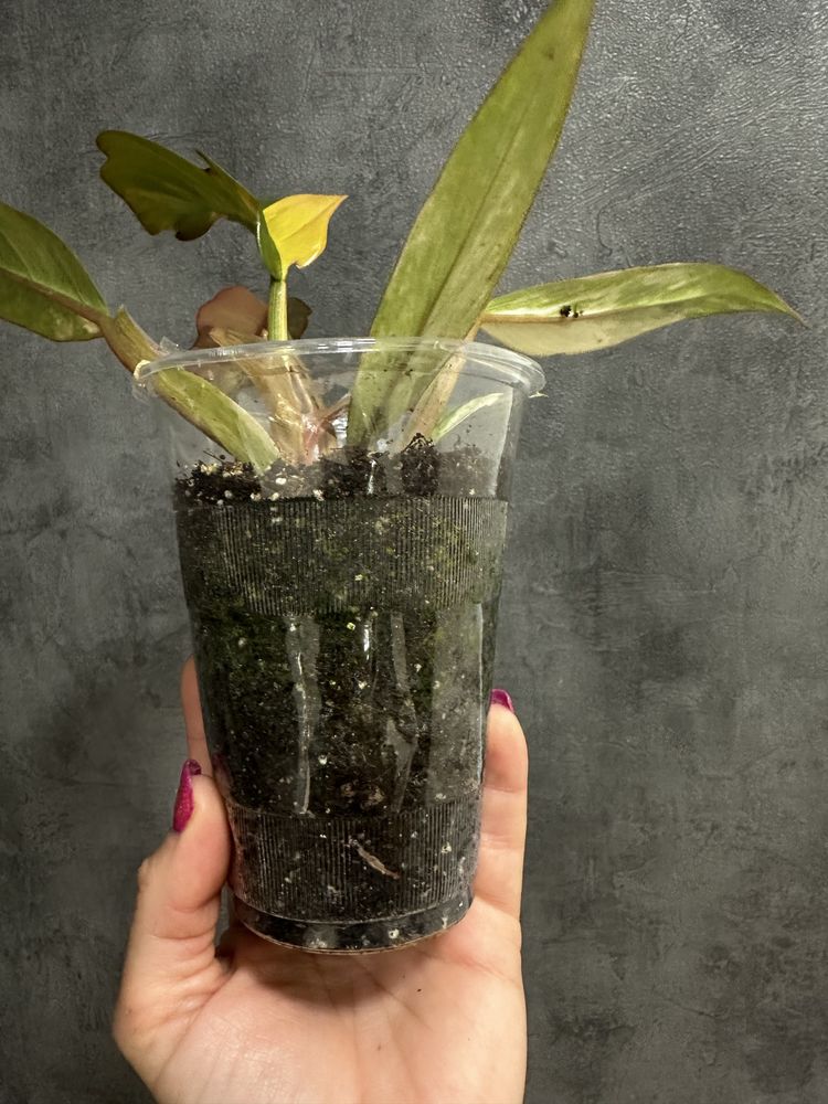 Філодендрон Caramel Marble variegated