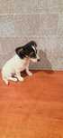 Jack Russell Terrier suczka