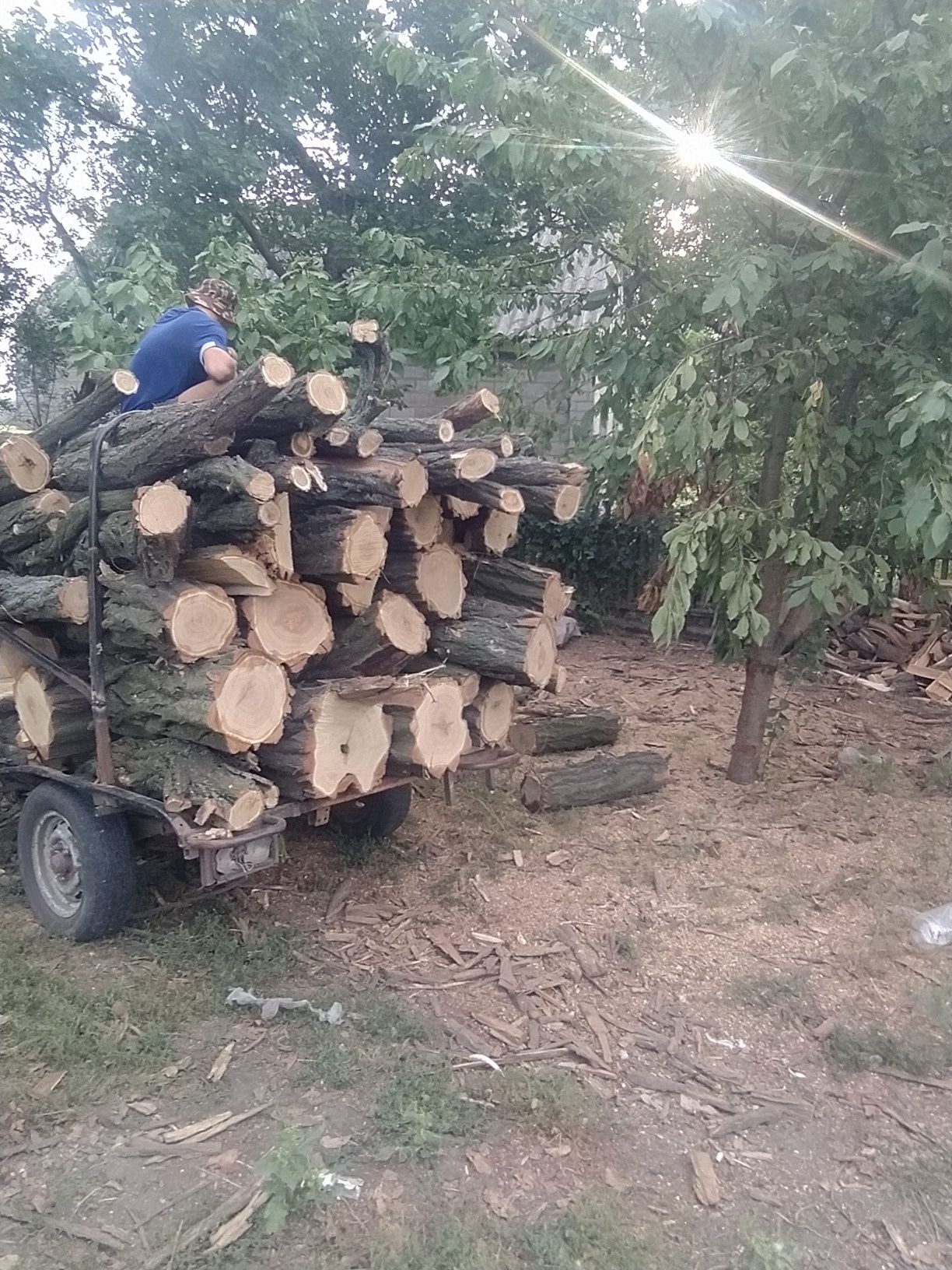 Дрова в любом виде акацыя