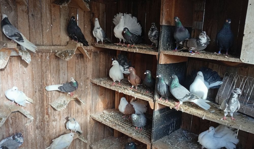 Gołębie zamojskie 50sztuk